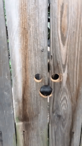 diptanshuoj  GIF