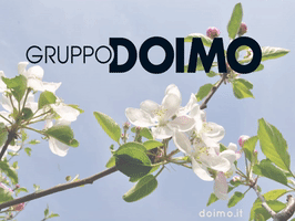 doimosalotti_official doimo GIF