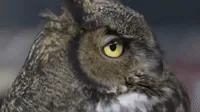 temple football owl GIF by Temple Owls