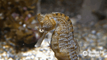 looking pacific seahorse GIF by Monterey Bay Aquarium