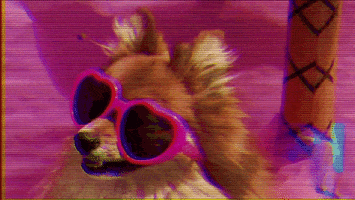 film dog GIF by Nicolette Groome
