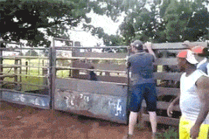 hoahoahoa  GIF