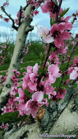Pamela Chougne Prunus Fleurs GIF