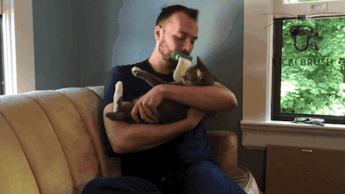 Product Hunt cat licki brush GIF