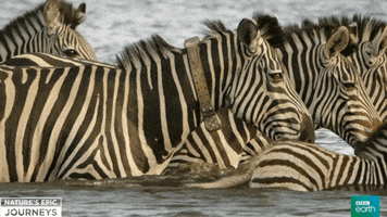 zebras GIF by BBC Earth