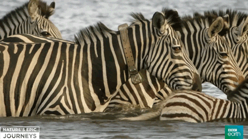 Zebras GIF by BBC Earth