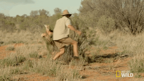 Kangaroo Dundee GIF by Nat Geo Wild  - Find & Share on GIPHY