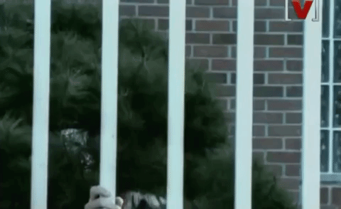 Peeping GIF - Find & Share on GIPHY