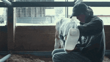 estudioabc ice cream cow road sorvete GIF