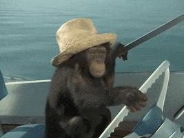 monkey driving GIF