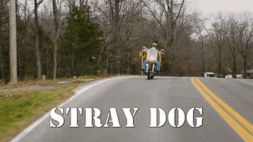 stray dog motorcycle GIF by Independent Lens