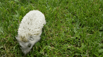 gizmo gizmo GIF