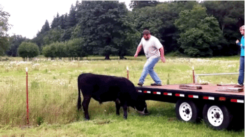 Cow Falling GIF by World’s Funniest - Find & Share on GIPHY