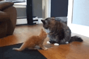 Fight Lol GIF by America's Funniest Home Videos