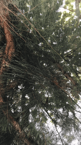 potsawats tree vine thammasat GIF
