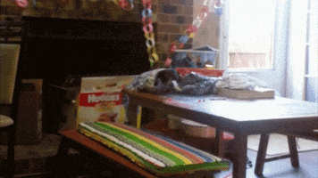 dog fail GIF by America's Funniest Home Videos