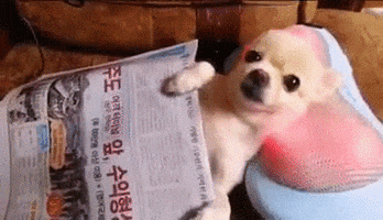 indigokilo chill relax massage chihuahua GIF