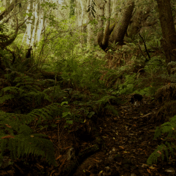 evergreen  GIF