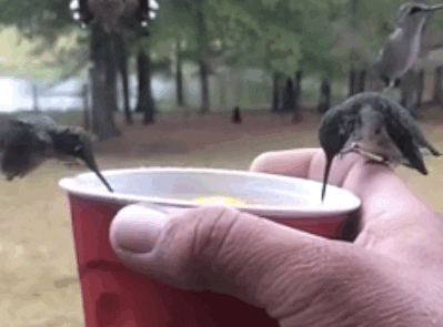 Hummingbirds GIFs - Get the best GIF on GIPHY