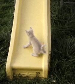 Cats Running GIF by America's Funniest Home Videos - Find & Share on GIPHY