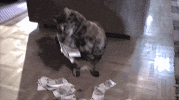 airisaastamoinen #kissa #raha tube-tähti GIF