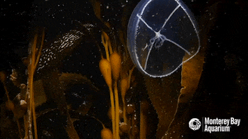 jelly fish GIF by Monterey Bay Aquarium