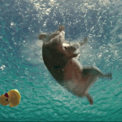 R And R Swimming GIF by Angry Birds - Find & Share on GIPHY