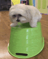 Fail Very Funny GIF by America's Funniest Home Videos