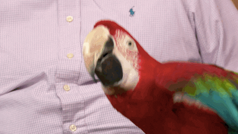 Parrot GIFs - Get the best GIF on GIPHY