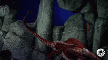 giant pacific octopus tentacles GIF by Monterey Bay Aquarium