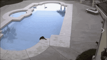 doldwaas  GIF