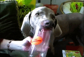 Dog Licking GIF by AFV Pets