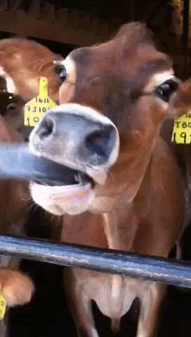 Free Funny GIF by AFV Pets