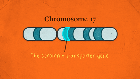 chromosome 17