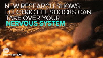 electric eel news GIF by NowThis 