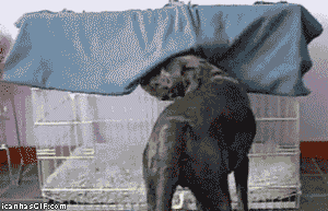 nickward dog sleep bedtime GIF