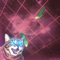 Funny Cat GIF by TJ Fuller