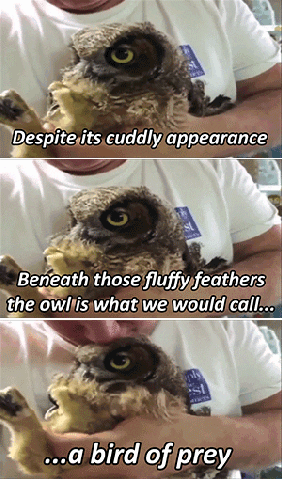 giuls990 cute animals owl cuddly GIF
