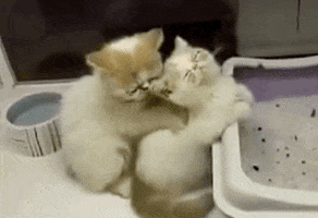 tiffany  cat cute animal couple