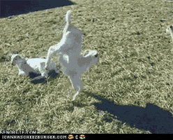 hand stand GIF by Random Goat