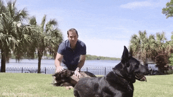 nicholas sparks dogs GIF by WhoSay