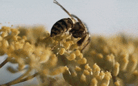 honey bees GIF by University of California