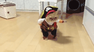  cat halloween costume pirate funny cat GIF