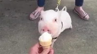 ice cream cone eating GIF