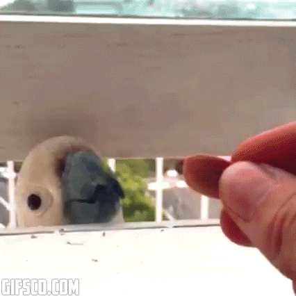 roach  GIF