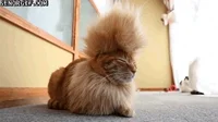cat hairstyle GIF