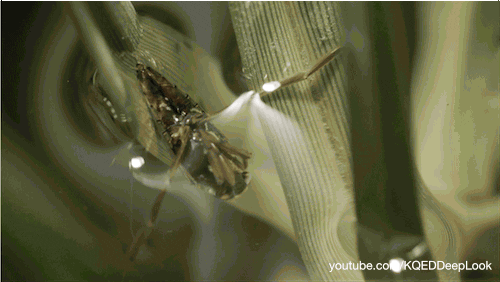 Water Strider GIFs Find & Share on GIPHY