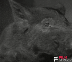 silent film pig GIF by FilmStruck