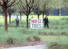 GJEPgifs trees eucalyptus gmo genetically engineered trees GIF