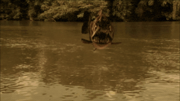 jurghuberortega megapiranha GIF